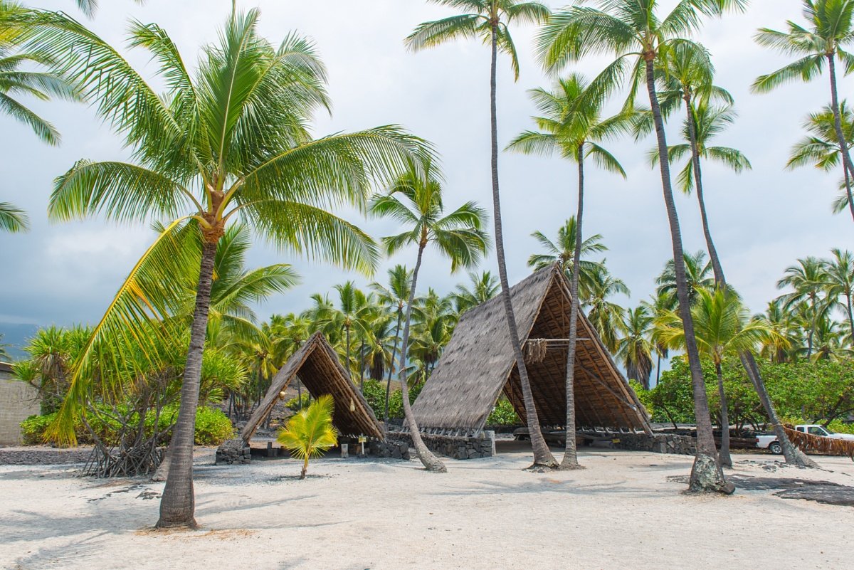 Beautiful Coconut Plantation
