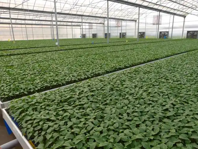 Coco Peat Is Used For Large Scale Cultivation
