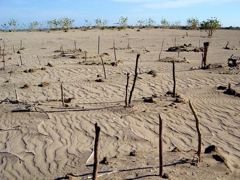 Drought Stricken Africa