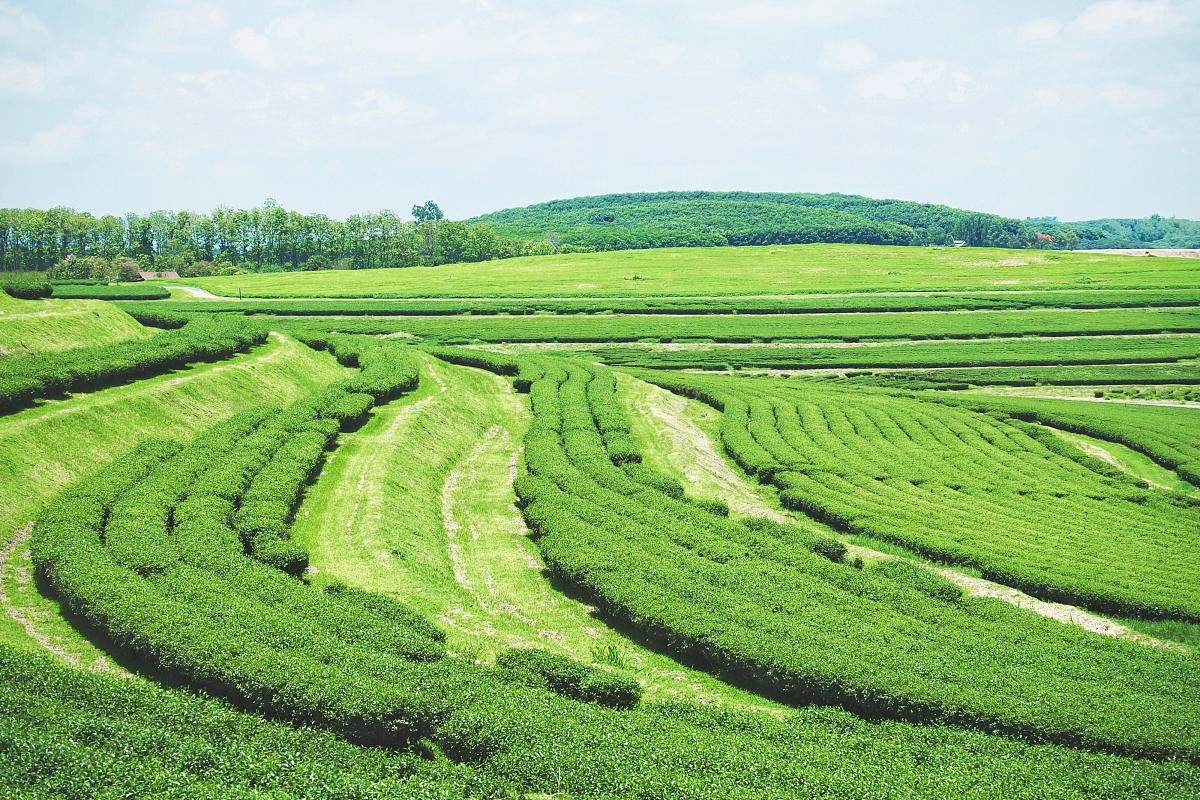 Regenerative Agriculture