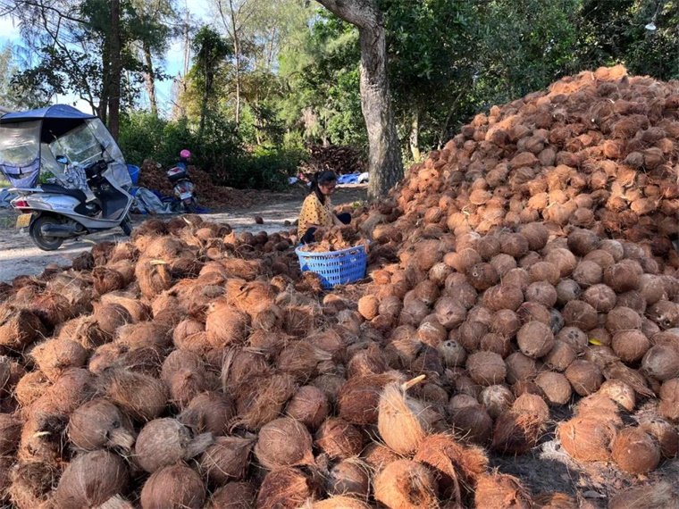 Turning Coconut Coir Waste Into Valuable Resources