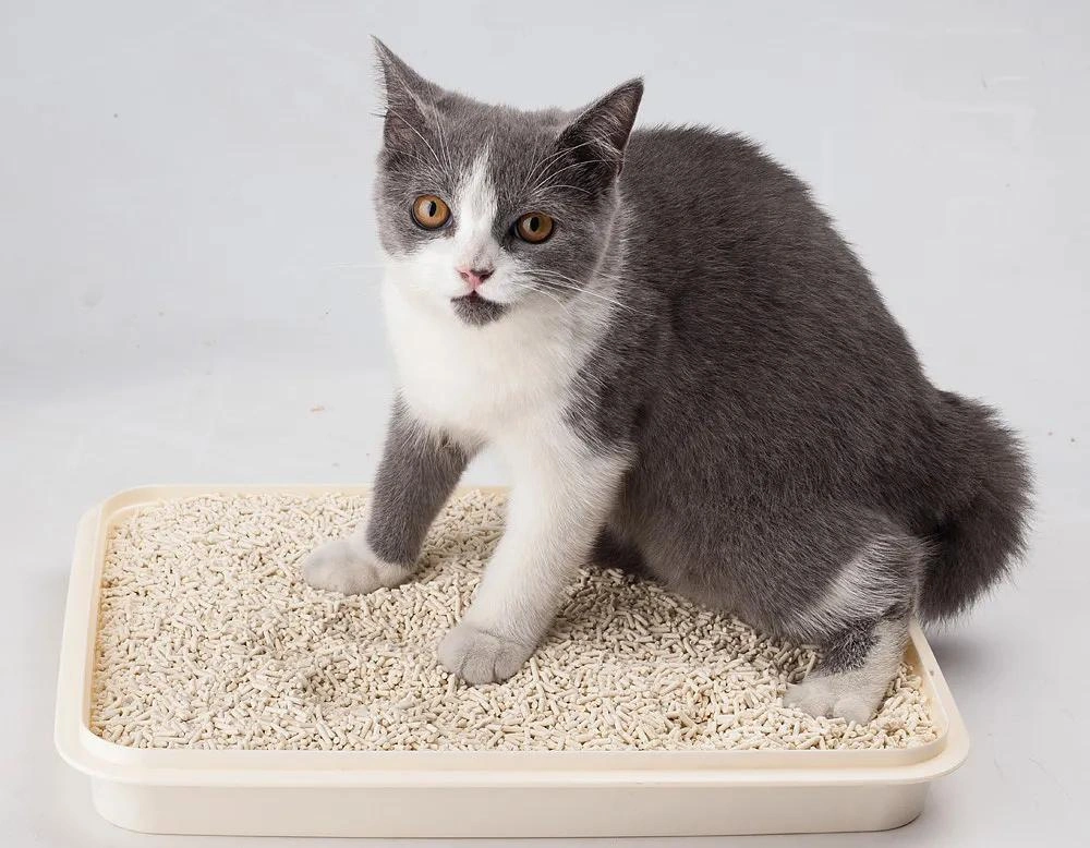 Cassava Pulp Cat Litter