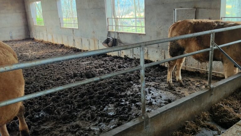 Cow Dung Treatment