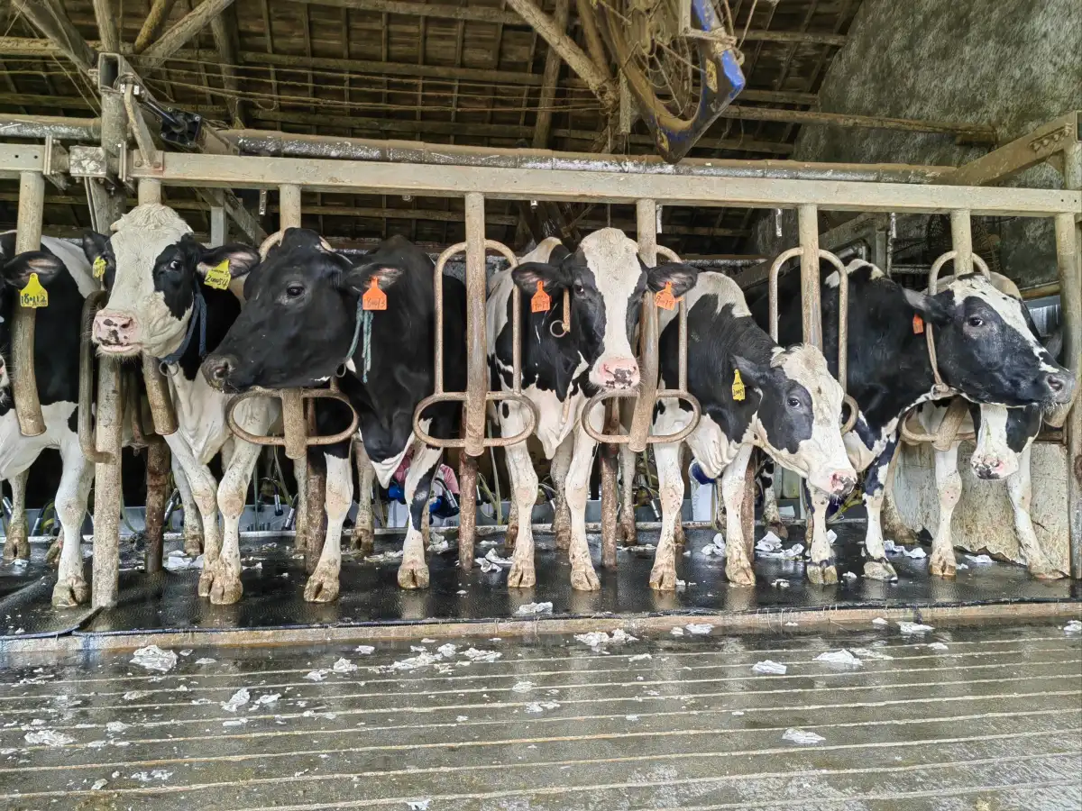 Dairy Farm Cow Dung Dewatering