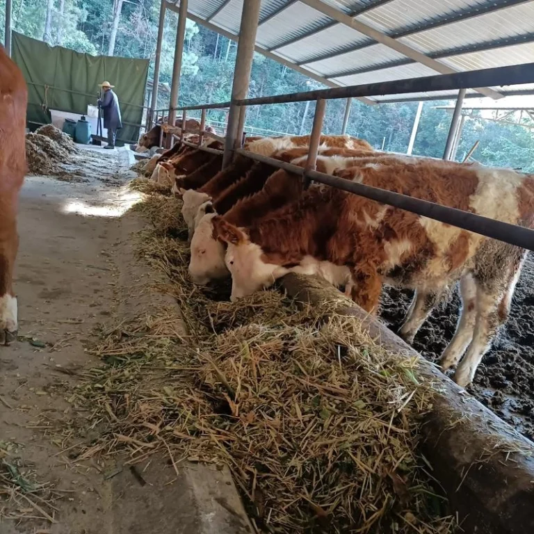 Resource Utilization Of Cow Manure