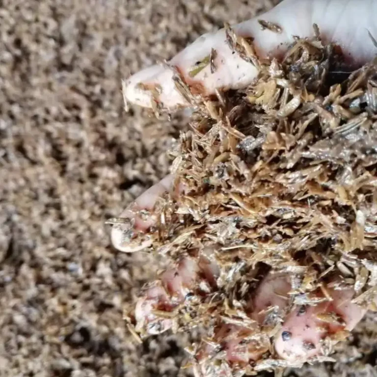Wet Distillers Grains