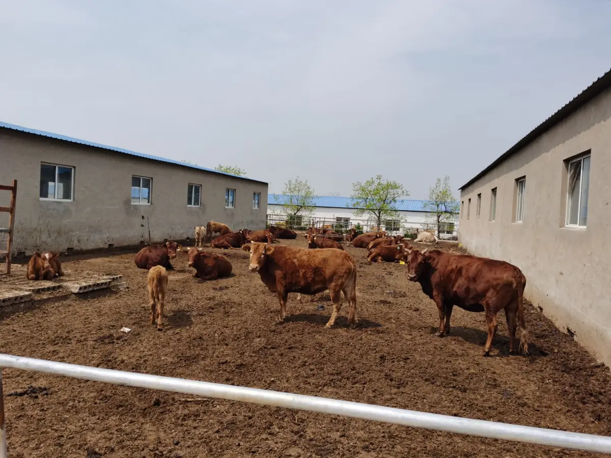 Cow Dung Composting