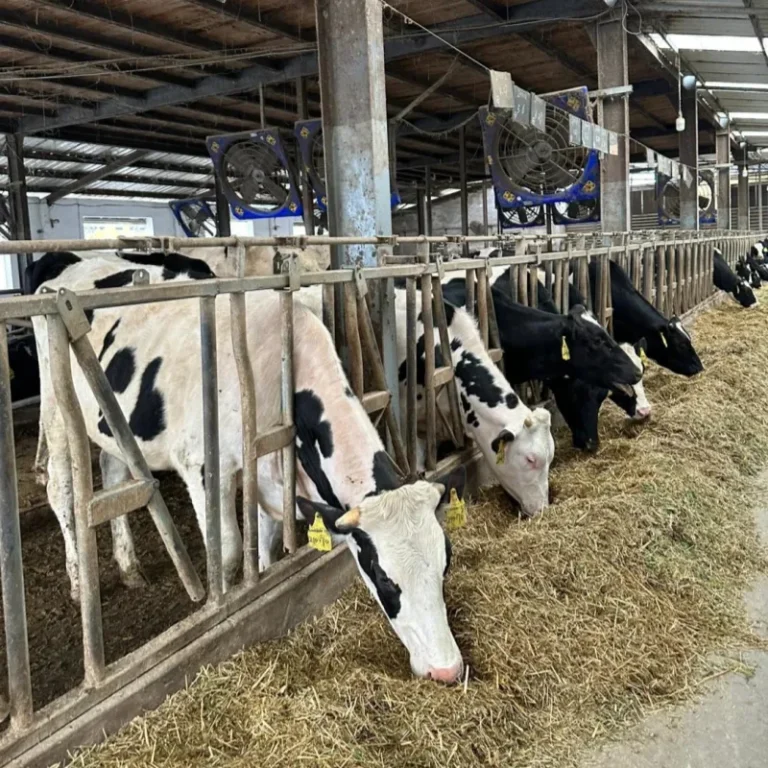 Large Commercial Dairy Farm