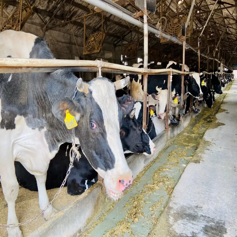 Large Scale Dairy Farm