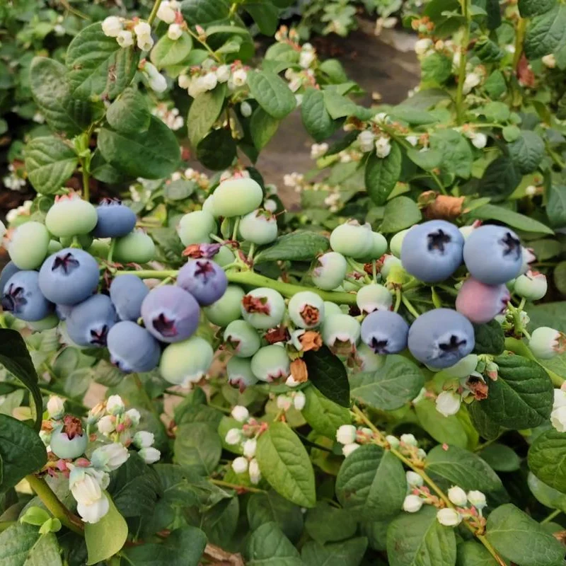 Commercial Blueberry Cultivation