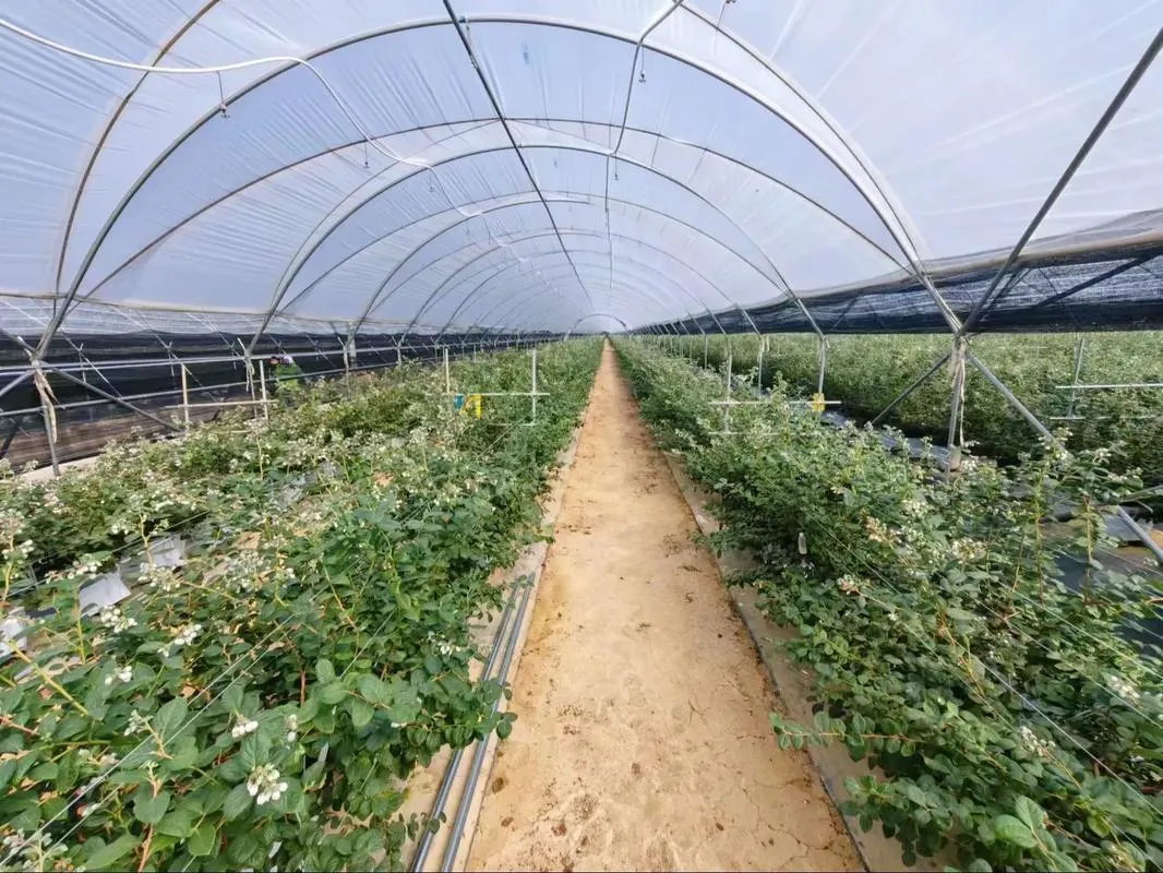 Commercial Blueberry Farming