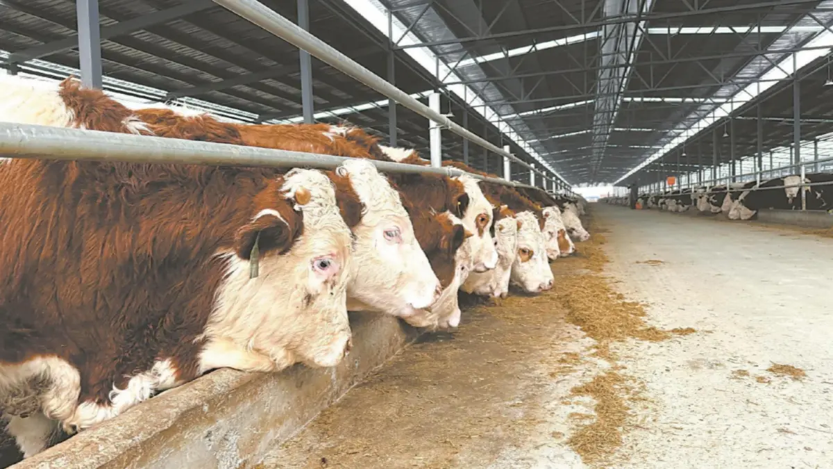 Dewatering Processing Of Cassava Residue For Cattle Feed