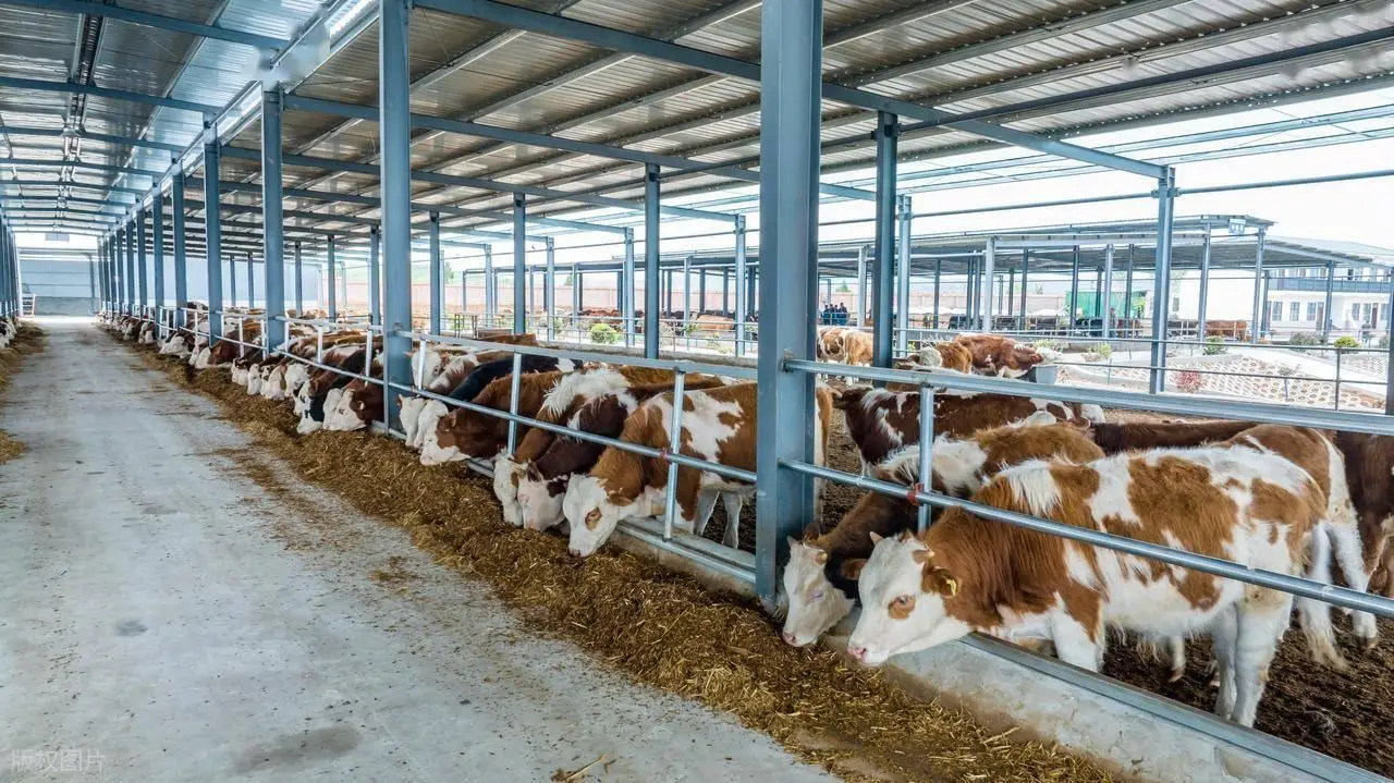 Large Scale Cattle Farm