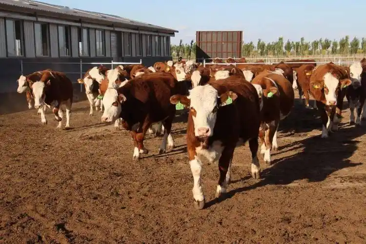 Cattle Farm