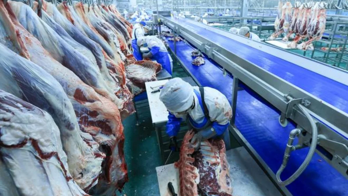 Pig Slaughter Plant