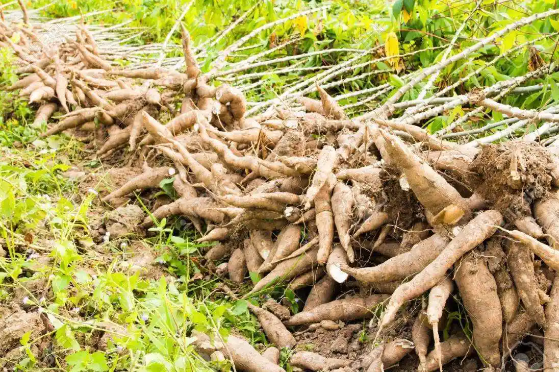 Africa’s Cassava Industry Is Booming