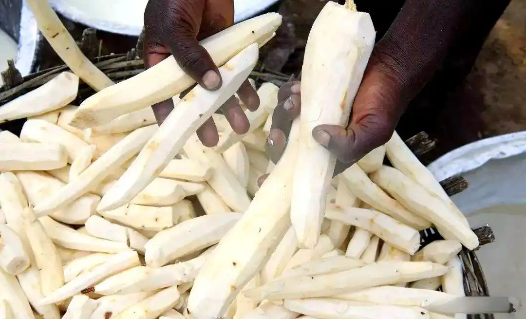 Cassava Starch Processing Plant