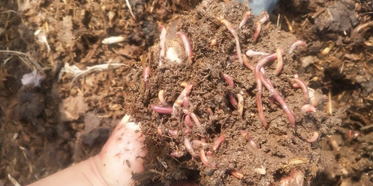 Cow Manure Earthworm Breeding