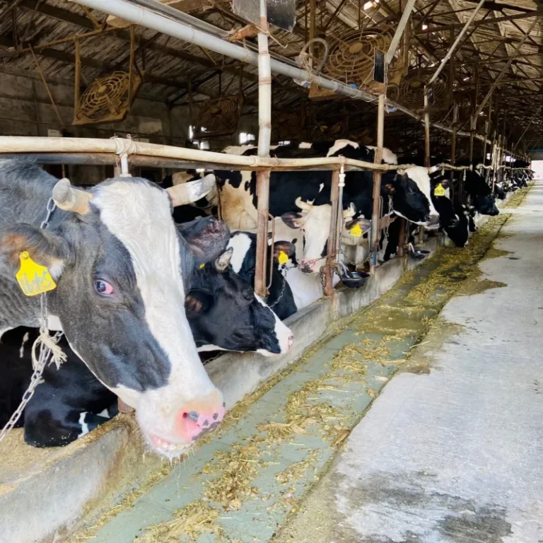 Large Scale Cattle Farm