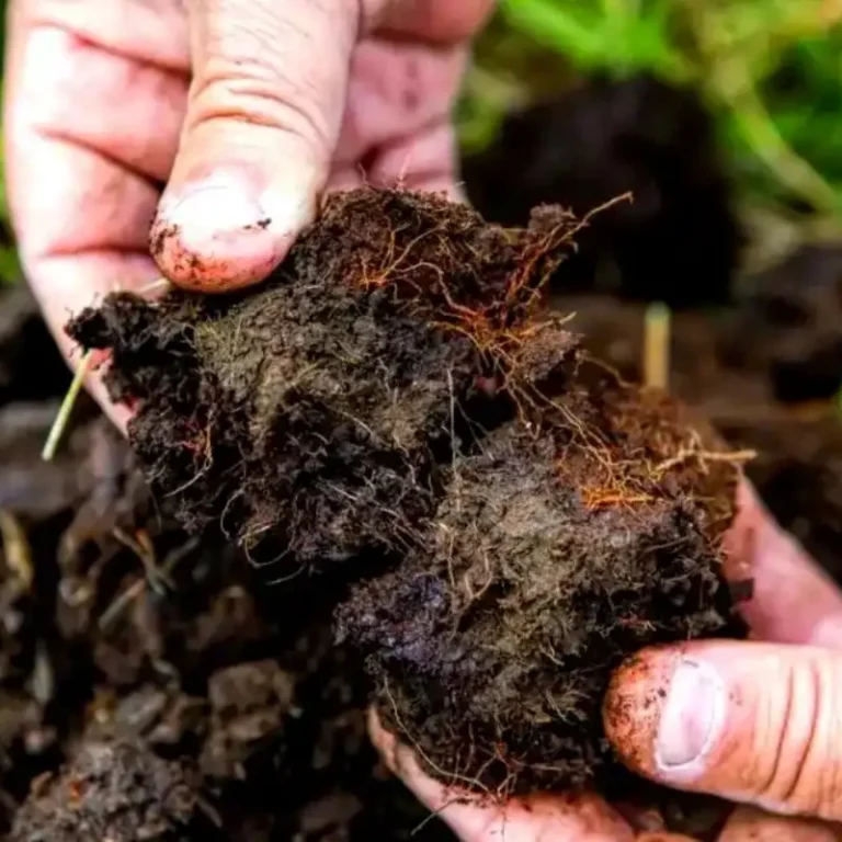 Coco Coir And Peat Mixed Substrate