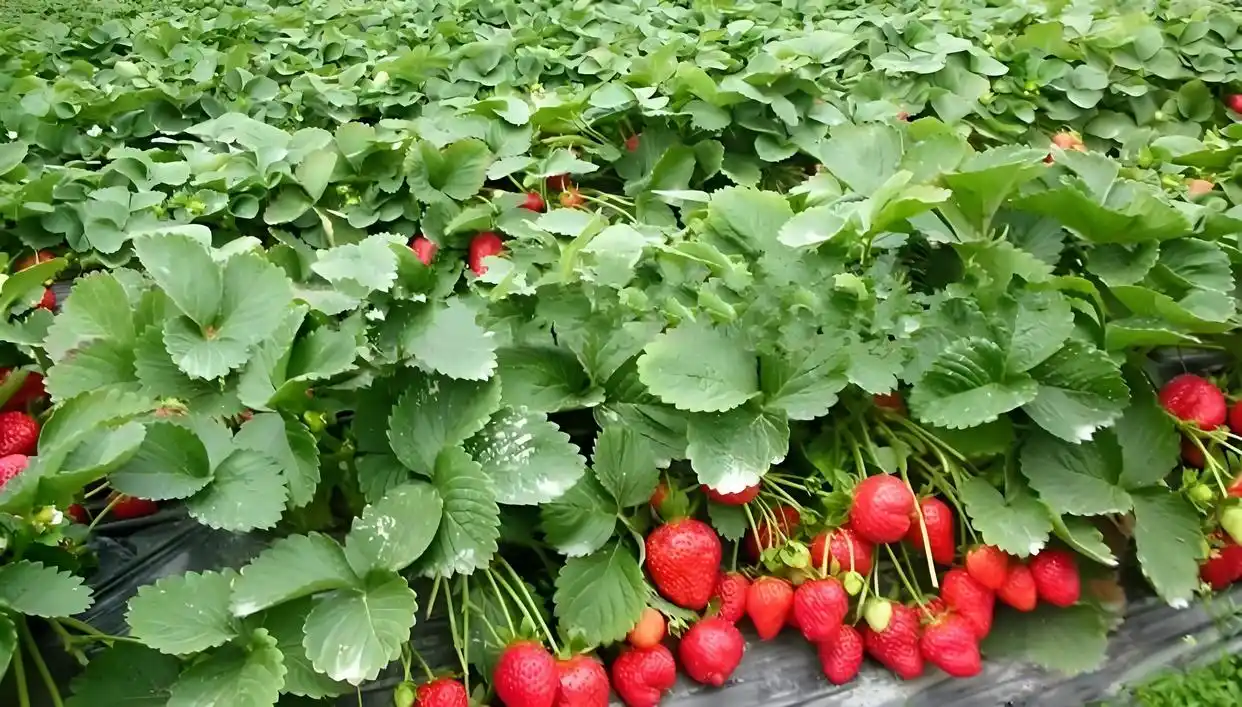 Commercial Strawberry Cultivation Base