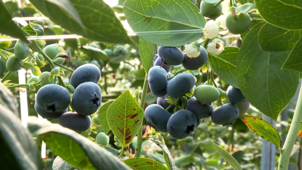Commercial Blueberry Cultivation