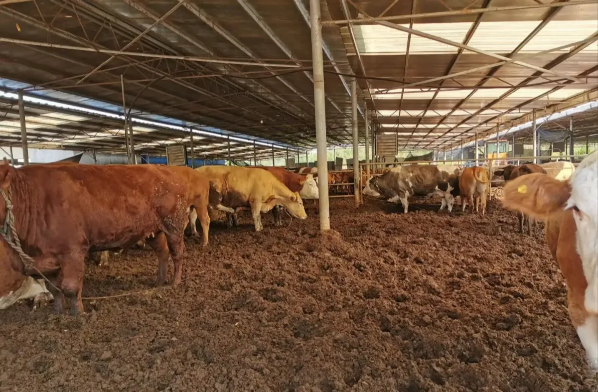 Cow Bedding For Large‑scale Dairy Farms