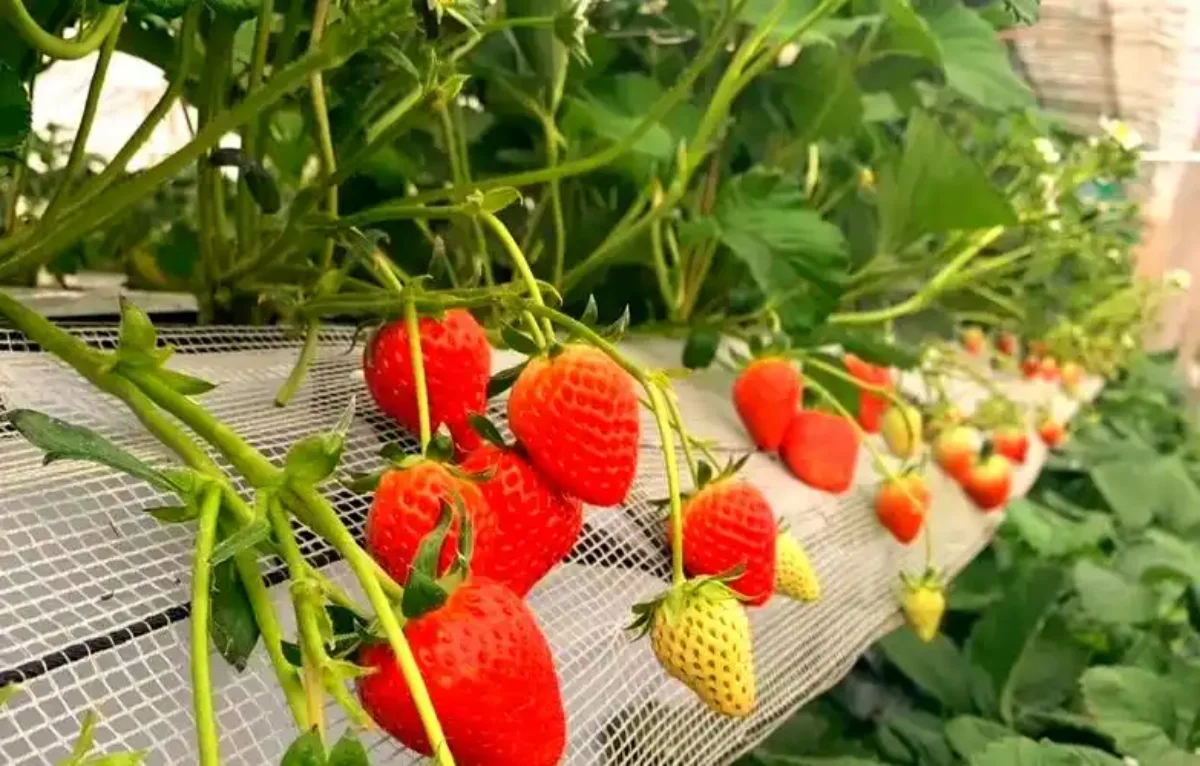 High Yield Commercial Strawberry Cultivation