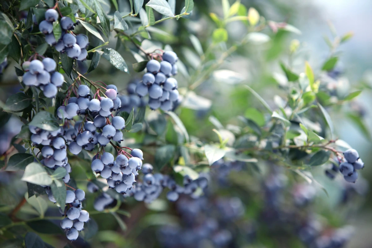 High Yield Commercial Blueberry Growing