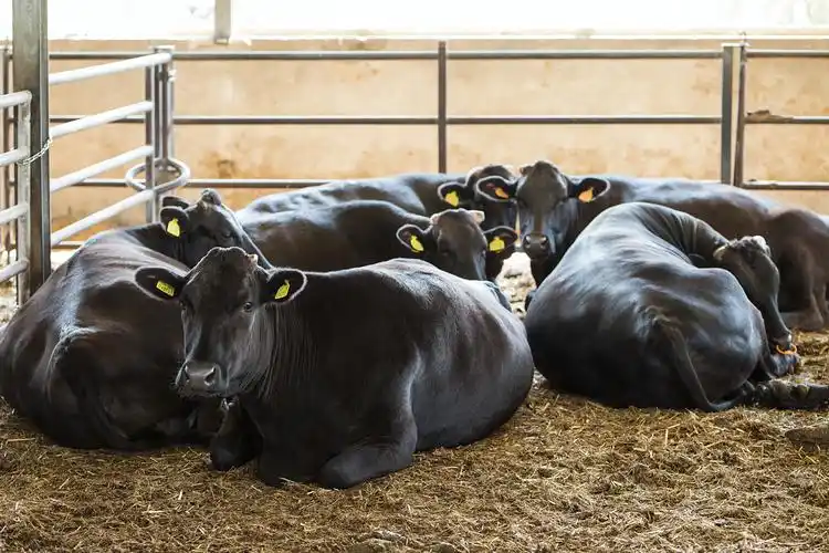 Large‑scale Dairy Farm