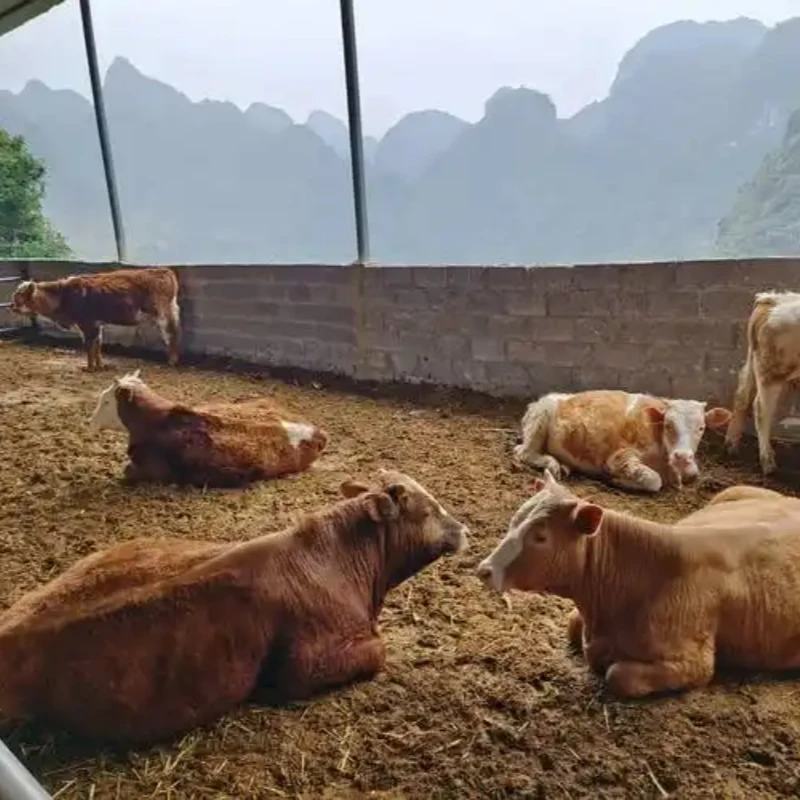 Recyclable Cattle Bedding
