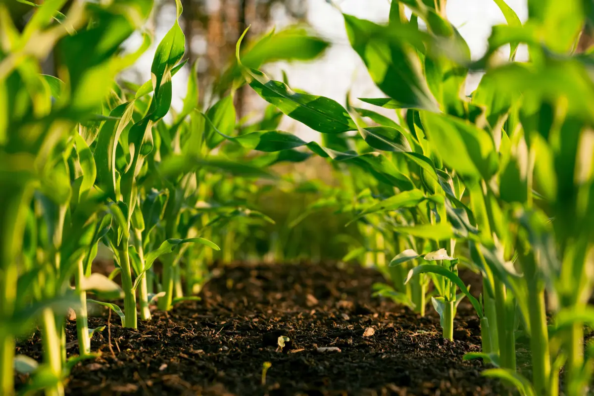 Sustainable Agriculture