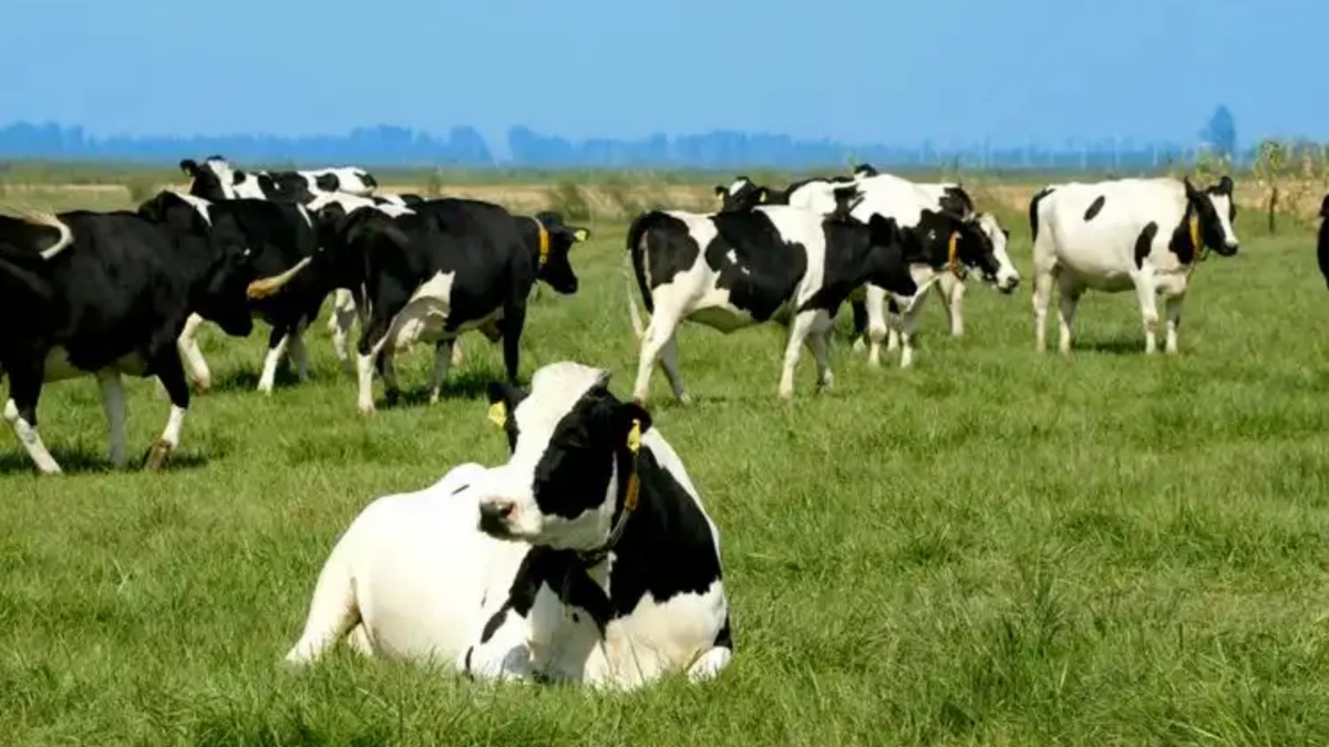 Sustainable Animal Husbandry