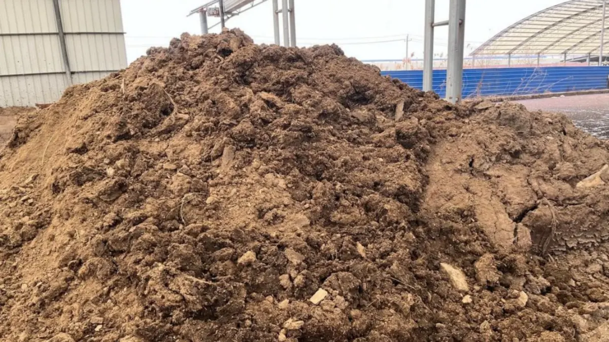 Treated Cow Manure