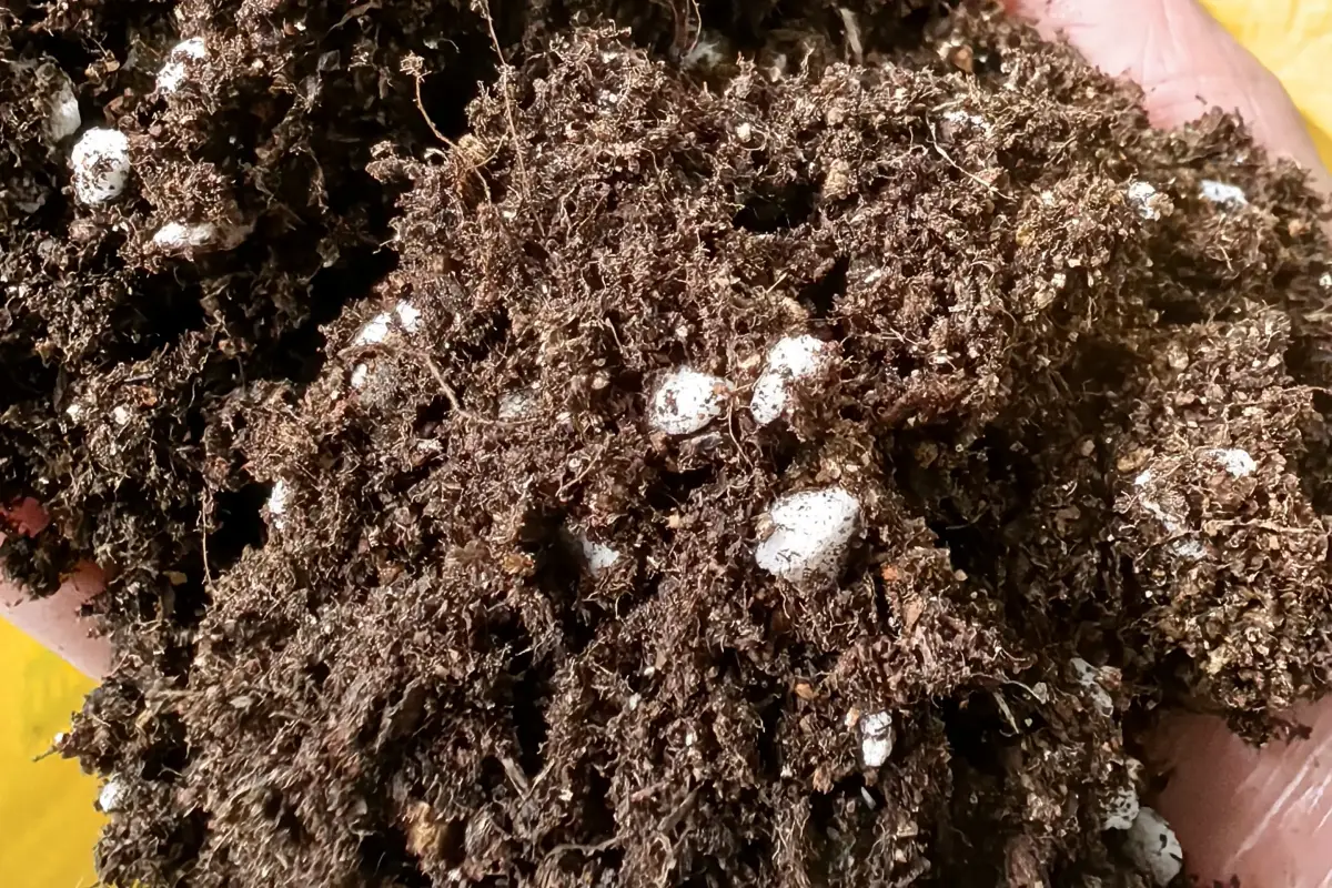 Blueberry Substrate