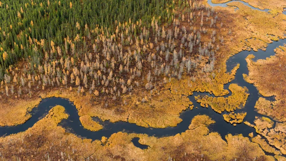 Peat Resources