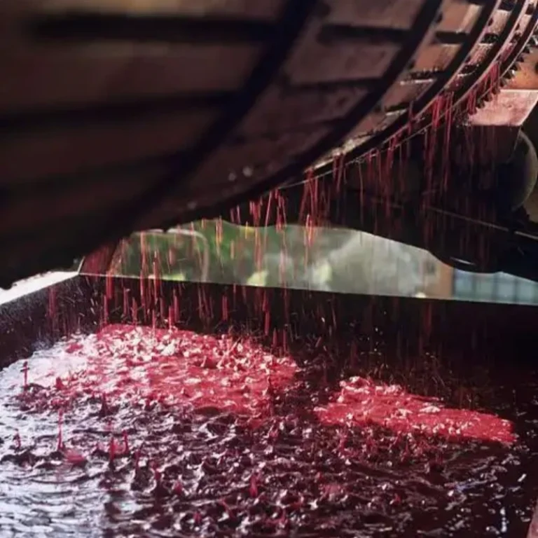 Grape Dehydration
