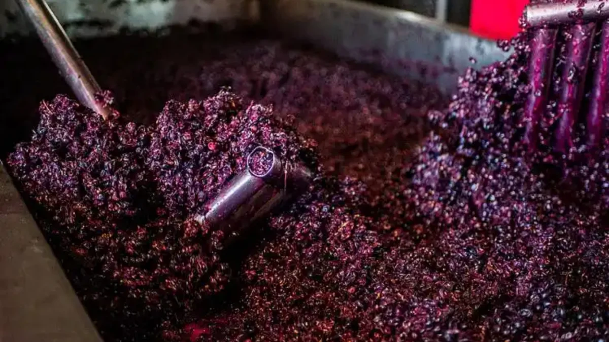 Grape Dewatering