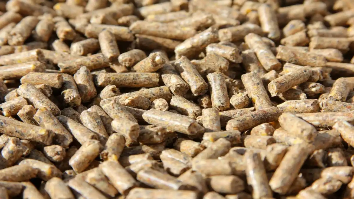 Cattle And Sheep Feed