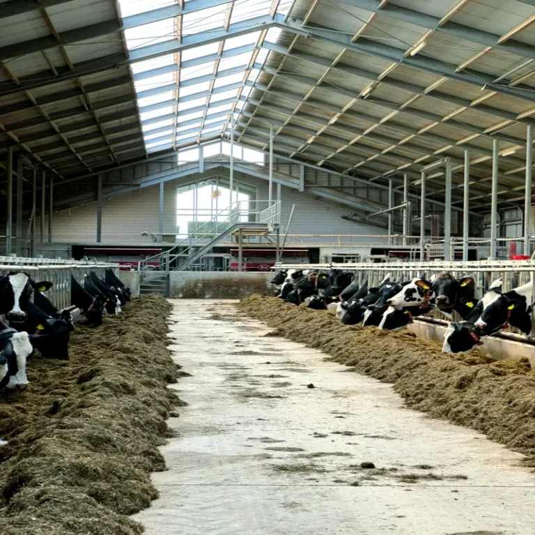 Dutch Dairy Farm