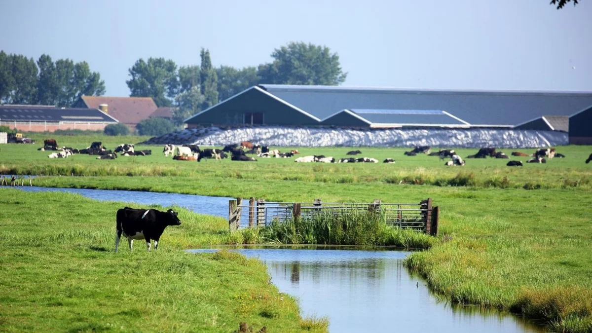 Healthy Dairy Cows