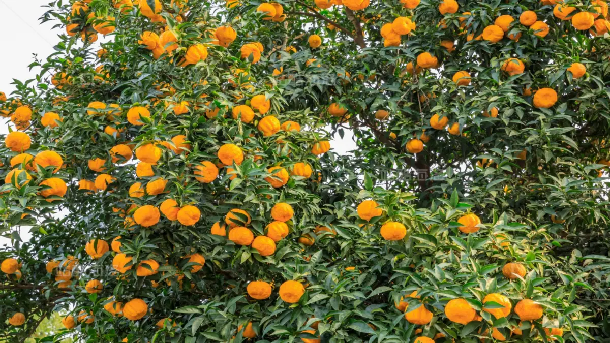Sustainable Orange Industry