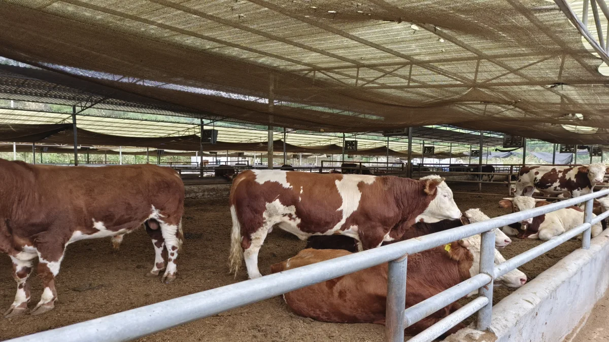 Dairy Cow Bedding